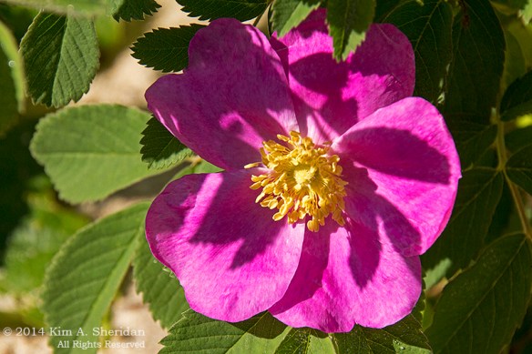 MI Point Betsie_0568a