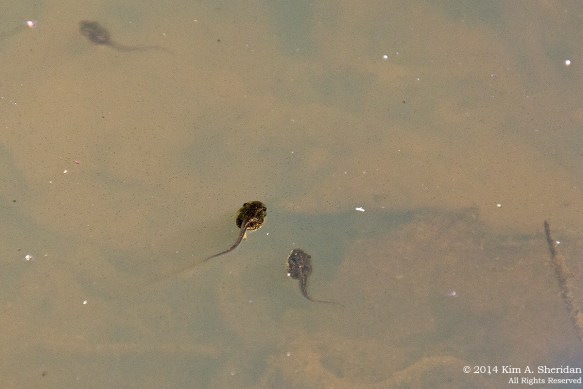 140416_Tyler Tadpoles_9041 acs