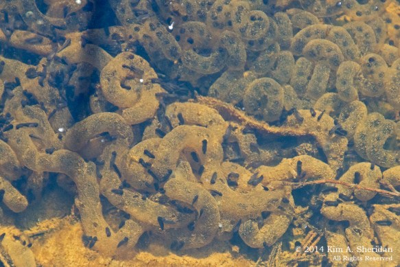 140416_Tyler Toadspawn & Tadpoles_8961 acs