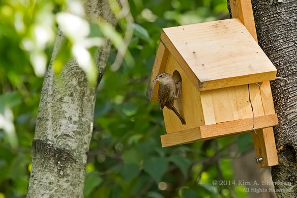 140622_Wren Move In_8806 acs