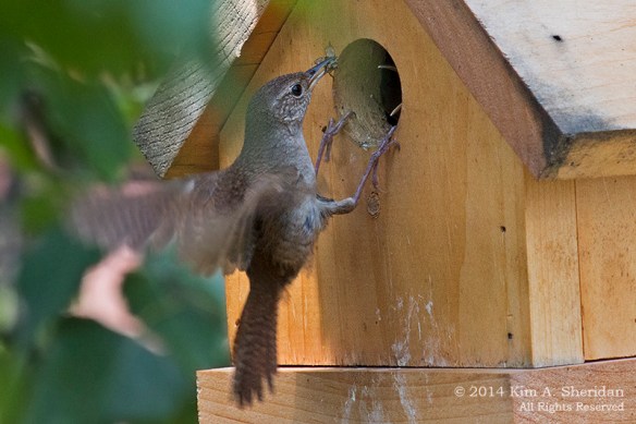 140727_Wren Nestlings_4372acs