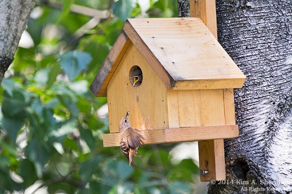 140727_Wren Nestlings_4520a