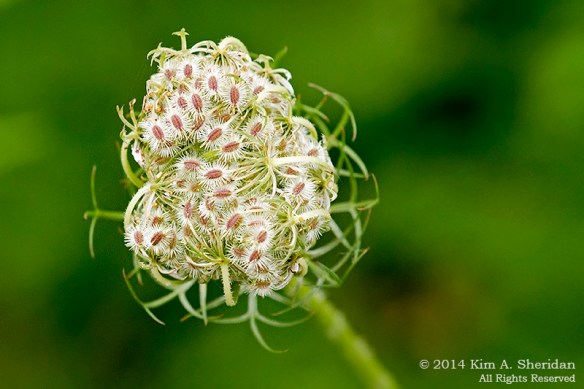 140729_HNWR Evening_4619acs