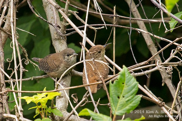 140729_HNWR Evening_4653a