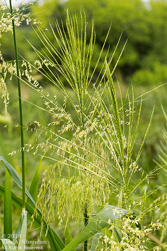 140729_HNWR Evening_4767a