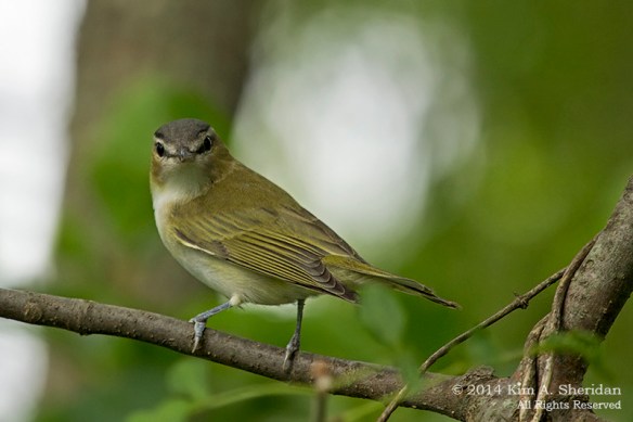 140729_HNWR Evening_4942acs