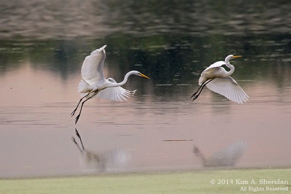 140729_HNWR Evening_4986acs