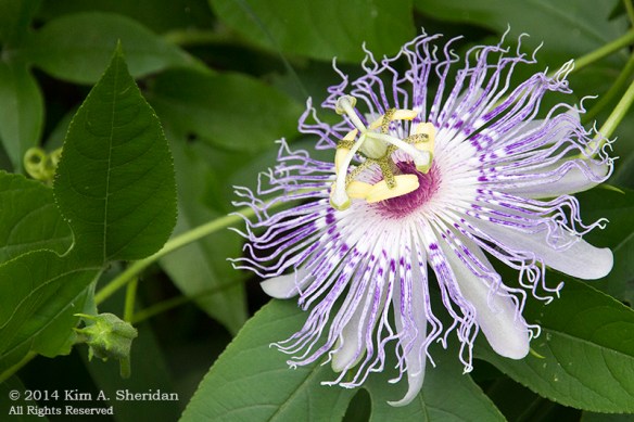 140809_Bartrams Garden_7591a