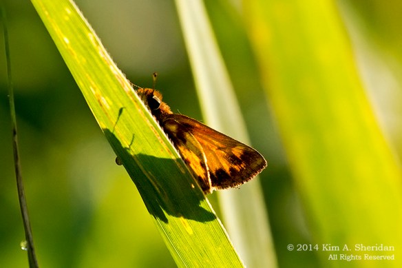 140809_HNWR 420_6636acs