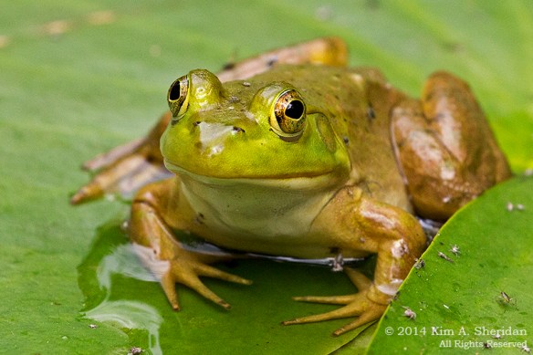 140821_Bartrams Garden_7983acs