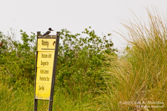 MI 2 Buttersville South Breakwater_0159acs