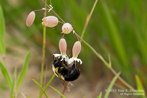 MI 2 Buttersville South Breakwater_0242acs