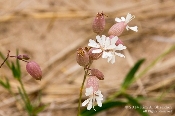 MI 2 Buttersville South Breakwater_9945a