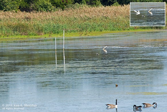 140917_Cape May Point Whiskered Tern_1538acs3