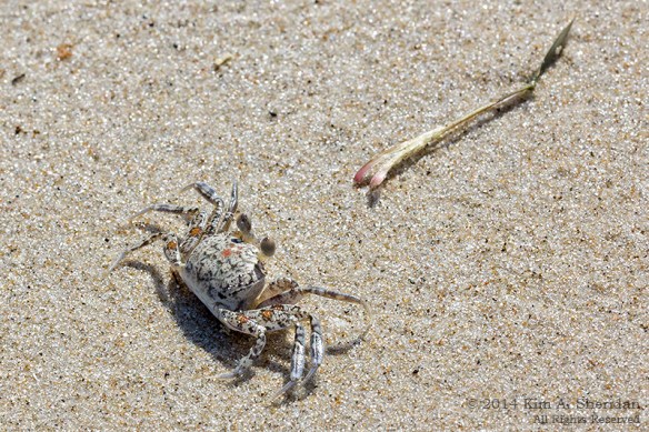 140918_OC Corsons Inlet Crabs_1638 a