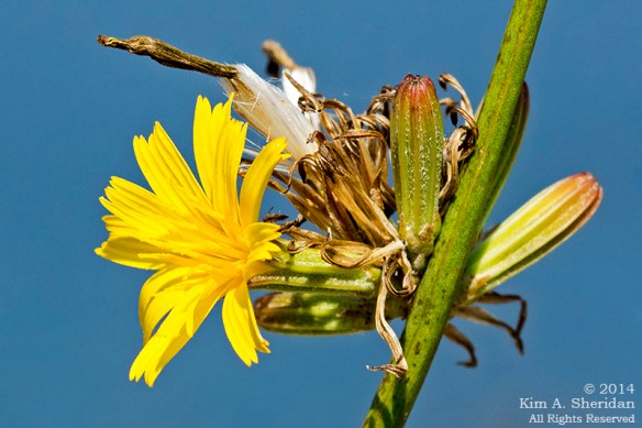 140918_OC Corsons Inlet_1488 acs 2