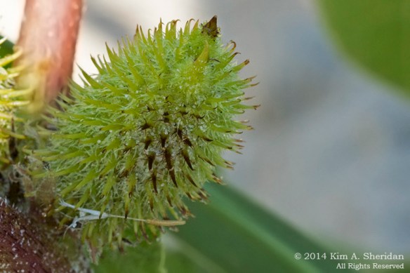 140918_OC Corsons Inlet_1553 acs