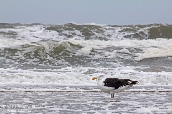 140924_OC Stormy Beach_2816acs