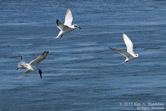 140926_Forsythe NWR_3398acs