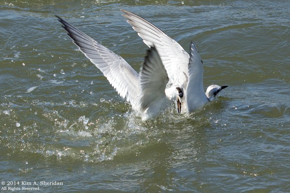 140926_Forsythe NWR_3446acs