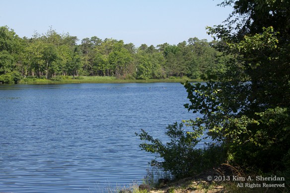 130615_Pine Barrens Batsto_3230 a