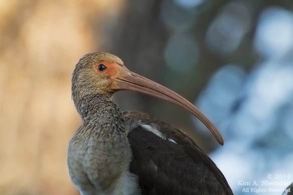 141017_Chincoteague NWR_9784acs