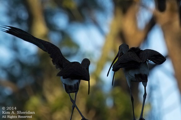 141017_Chincoteague NWR_9816acs