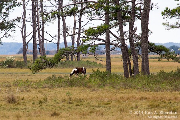 141019_Chincoteague NWR Beach Road_1742 a