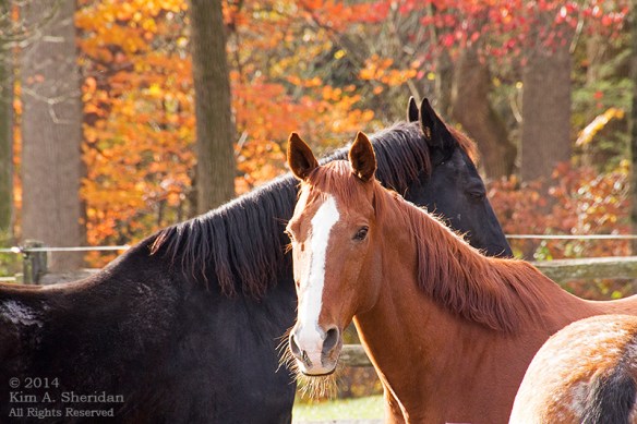 141031_Wissahickon Autumn_2458a