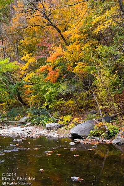 141031_Wissahickon Autumn_2849acs