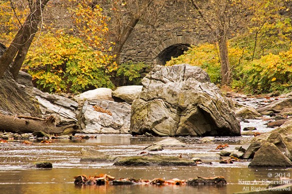 141031_Wissahickon Autumn_2885a
