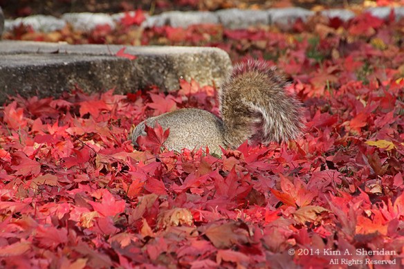 141114_7D First Shoot_0058 acs copy