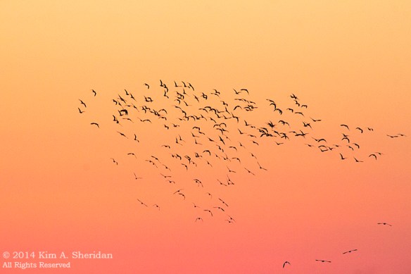 141018_Chincoteague NWR AM Sunrise_9988a
