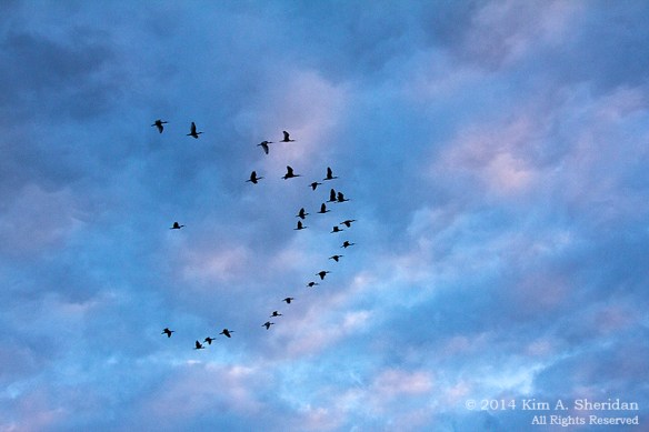 141018_Chincoteague NWR_0973acs