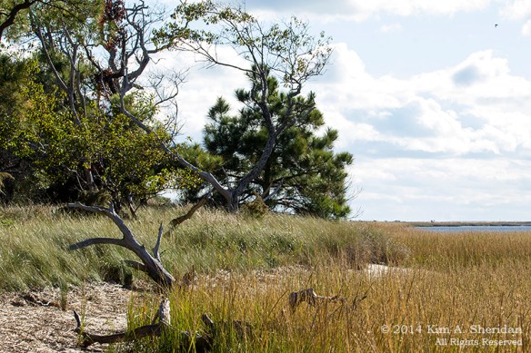 141019_Chincoteague NWR Woodland Trail_1504acs