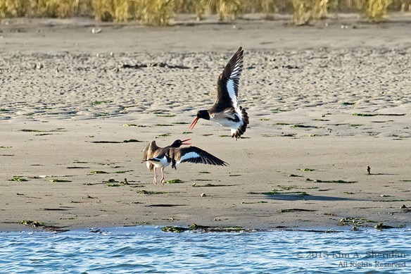 141122_NJ Nummys Island_1892acs