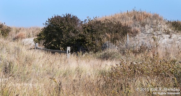 141122_NJ Stone Harbor Point_1480acs