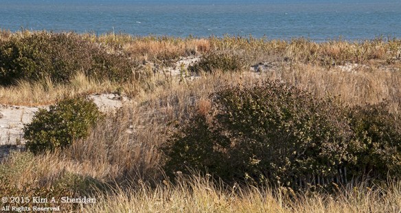 141122_NJ Stone Harbor Point_1513acs