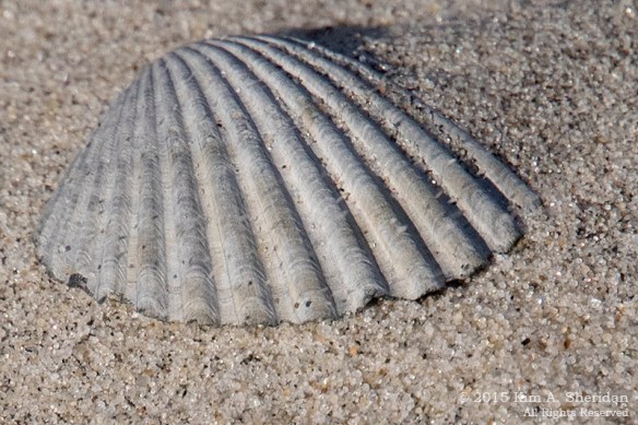 141122_NJ Stone Harbor Point_1563acs