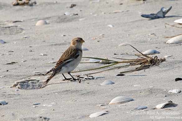 141128_NJ Holgate_2706acs