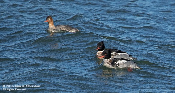 150110_NJ Barnegat Light Merganser_4578acs