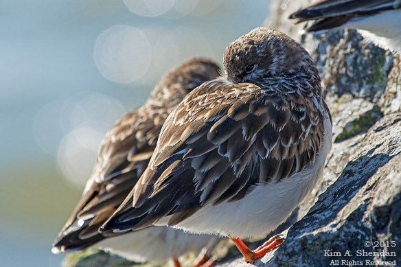 150110_NJ Barnegat Light Turnstone_4465acs