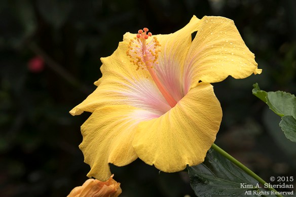 141225 Longwood Gardens_3531a