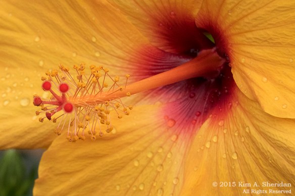 141225_Longwood Gardens_3550a