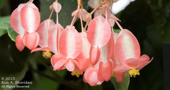 141225_Longwood Gardens_3581acs