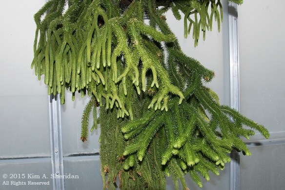 141225_Longwood Gardens_3594a