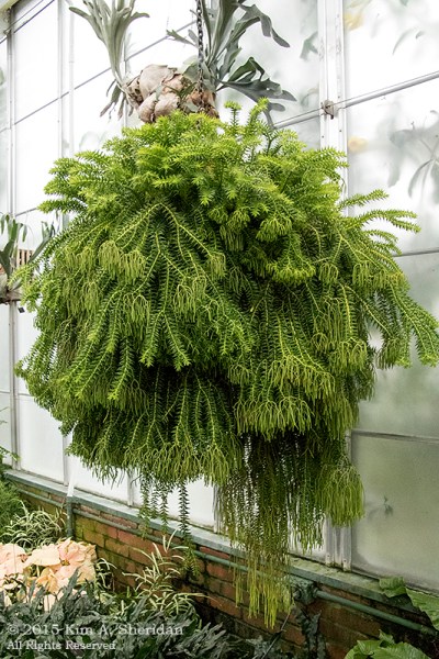 141225_Longwood Gardens_3595acs