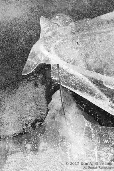 150207_VFAS Mill Grove_5251acs bw