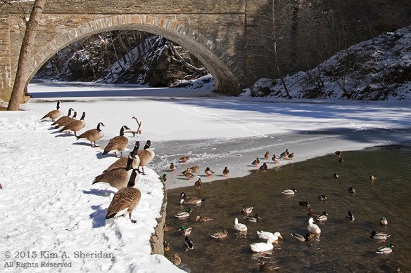 150218_Wissahickon In Snow_6547acs