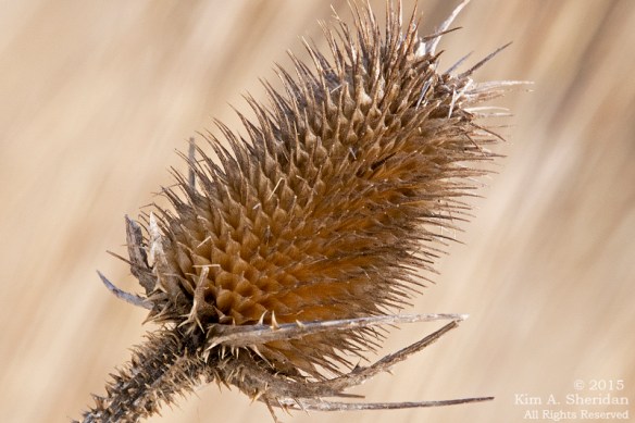 150207_VFAS Mill Grove_5220acs2